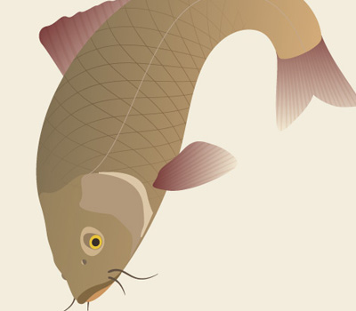 40+ Excellent Adobe Illustrator Cartoon Tutorials traditional japanese koi carp 40+ Excellent Adobe Illustrator Cartoon Tutorials