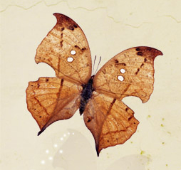butterfly leaves-wings