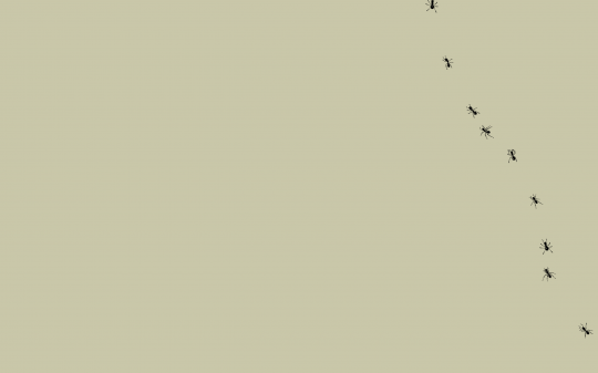 ants