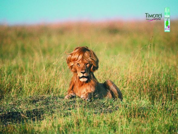 Timotei Styling Mousse: Lion