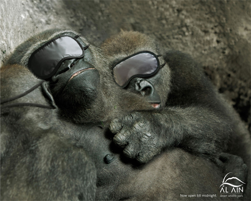 sleeping  gorillas